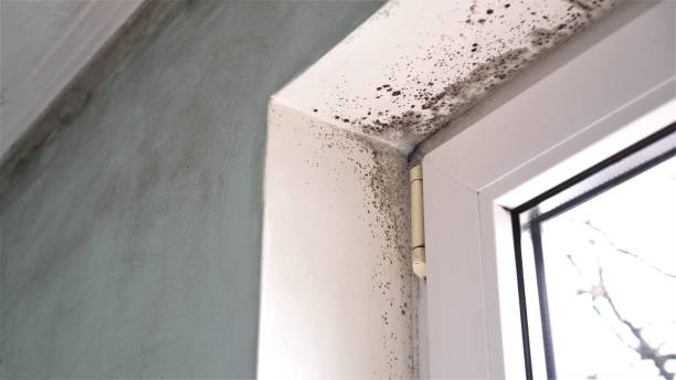 Best Home Mold Removal  in Ruch, OR