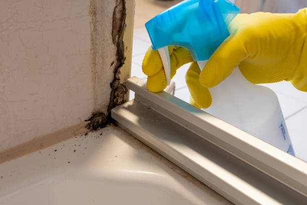 Mold Removal Process in Ruch, OR
