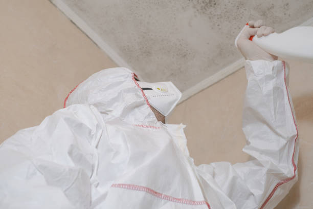 Home Mold Removal in Ruch, OR