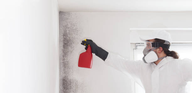 Best Best Mold Removal Companies  in Ruch, OR