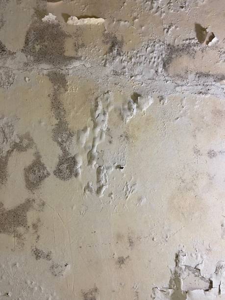 Mold Testing and Removal in Ruch, OR
