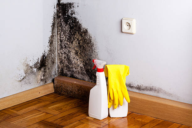 Best Attic Mold Removal  in Ruch, OR