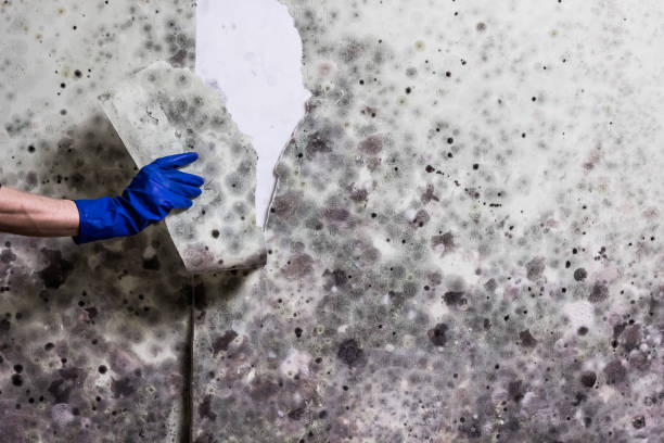 Best Mold Remediation  in Ruch, OR
