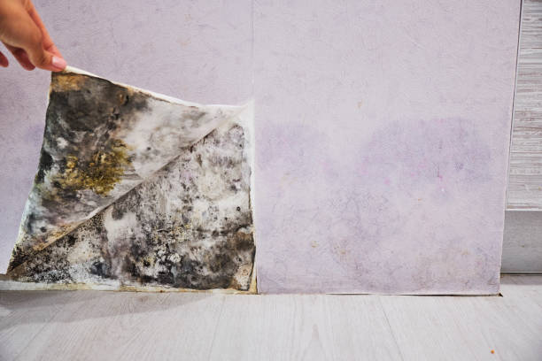 Best Residential Mold Removal  in Ruch, OR